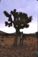 George M. & a joshua tree